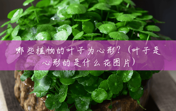 哪些植物的叶子为心形?(叶子是心形的是什么花图片) 哪些植物的叶子为心形?(叶子是心形的是什么花图片)