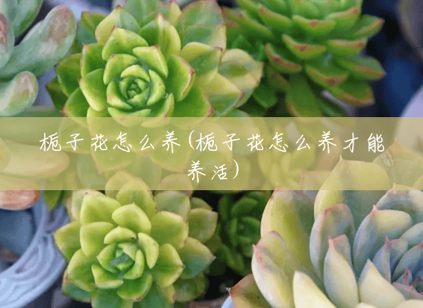 栀子花怎么养(栀子花怎么养才能养活)