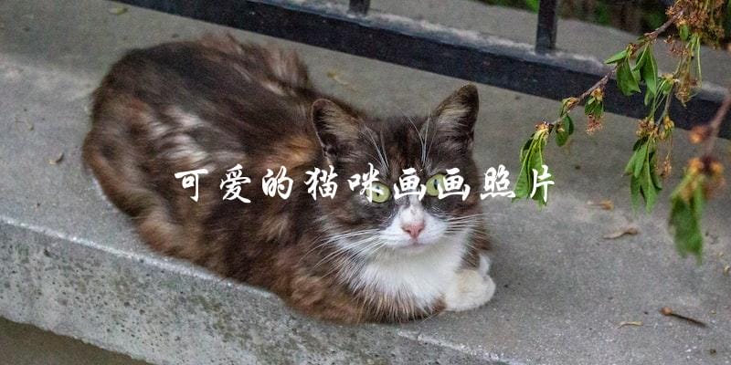 你喜欢可爱的猫咪吗?他们画画的照片能否让你心动? 你喜欢可爱的猫咪吗?他们画画的照片能否让你心动?