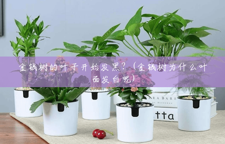金钱树的叶子开始发黑？(金钱树为什么叶面发白呢)
