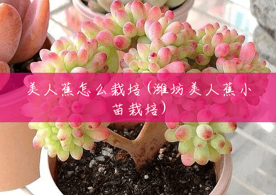 美人蕉怎么栽培(潍坊美人蕉小苗栽培) 美人蕉怎么栽培(潍坊美人蕉小苗栽培)
