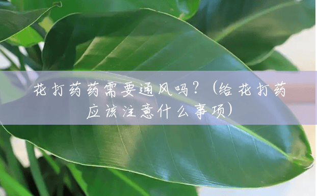 花打药药需要通风吗?(给花打药应该注意什么事项) 花打药药需要通风吗?(给花打药应该注意什么事项)