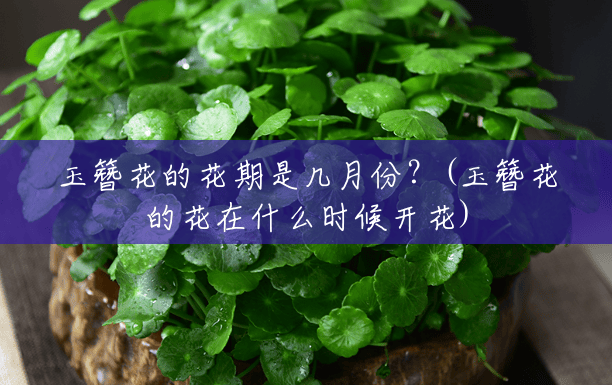 玉簪花的花期是几月份？(玉簪花的花在什么时候开花)