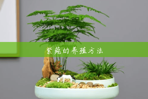 紫菀的养殖方法