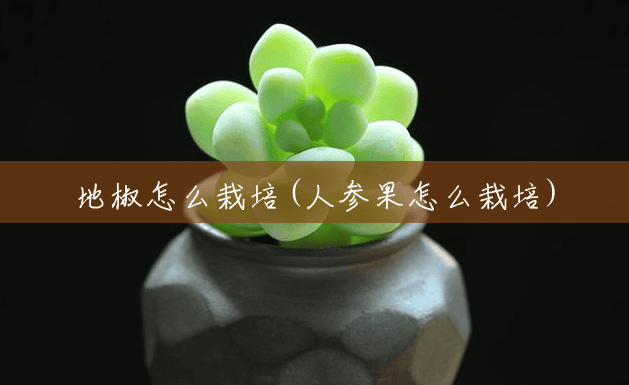 地椒怎么栽培(人参果怎么栽培) 地椒怎么栽培(人参果怎么栽培)