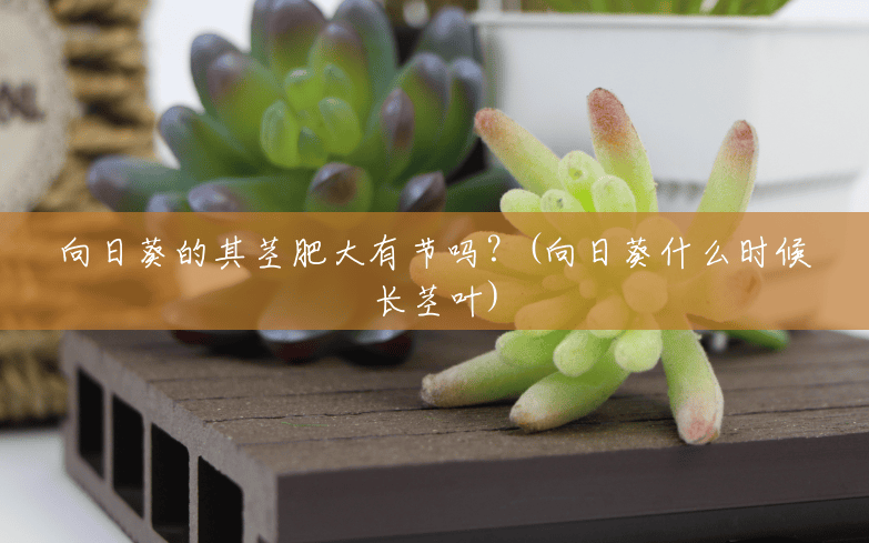 向日葵的其茎肥大有节吗？(向日葵什么时候长茎叶)