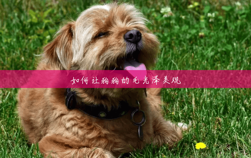 如何让狗狗的毛光泽美观 如何让狗狗的毛光泽美观