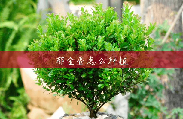 郁金香怎么种植 郁金香怎么种植