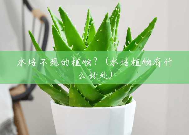 水培不死的植物?(水培植物有什么好处) 水培不死的植物?(水培植物有什么好处)