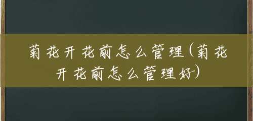 菊花开花前怎么管理(菊花开花前怎么管理好) 菊花开花前怎么管理(菊花开花前怎么管理好)