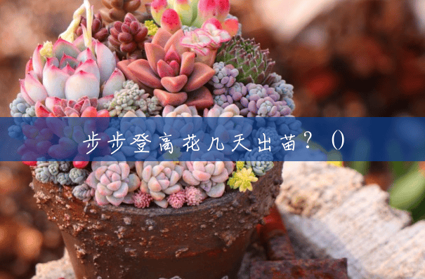 步步登高花几天出苗?() 步步登高花几天出苗?()
