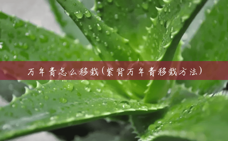 万年青怎么移栽(紫背万年青移栽方法)