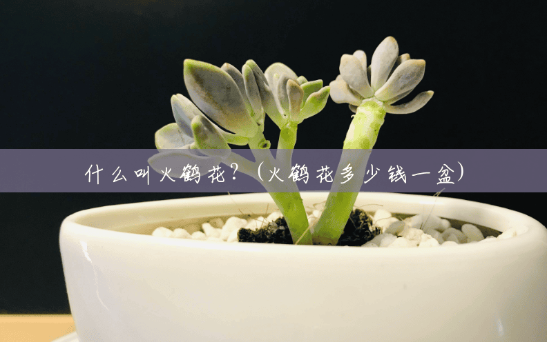 什么叫火鹤花？(火鹤花多少钱一盆)