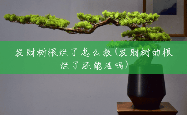 发财树根烂了怎么救(发财树的根烂了还能活吗) 发财树根烂了怎么救(发财树的根烂了还能活吗)