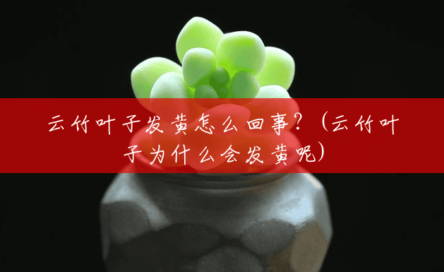 云竹叶子发黄怎么回事？(云竹叶子为什么会发黄呢)