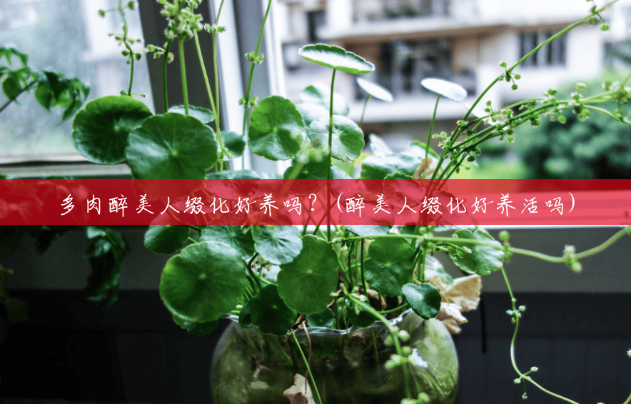 多肉醉美人缀化好养吗?(醉美人缀化好养活吗) 多肉醉美人缀化好养吗?(醉美人缀化好养活吗)