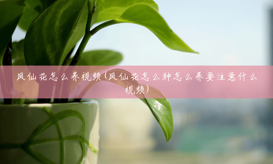 凤仙花怎么养视频(凤仙花怎么种怎么养要注意什么视频) 凤仙花怎么养视频(凤仙花怎么种怎么养要注意什么视频)