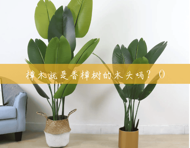 樟木就是香樟树的木头吗?() 樟木就是香樟树的木头吗?()