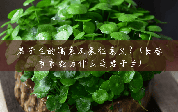 君子兰的寓意及象征意义？(长春市市花为什么是君子兰)