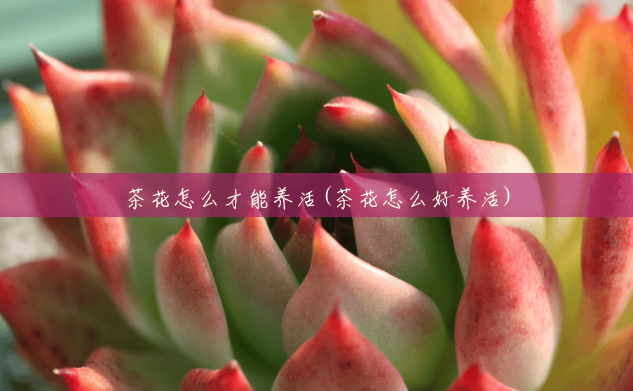 茶花怎么才能养活(茶花怎么好养活) 茶花怎么才能养活(茶花怎么好养活)
