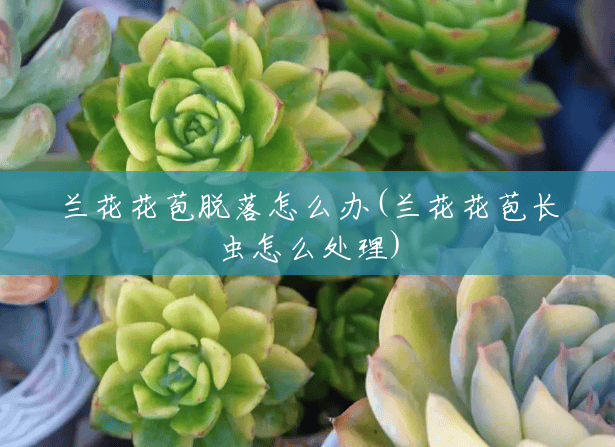 兰花花苞脱落怎么办(兰花花苞长虫怎么处理) 兰花花苞脱落怎么办(兰花花苞长虫怎么处理)