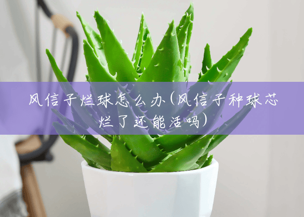 风信子烂球怎么办(风信子种球芯烂了还能活吗) 风信子烂球怎么办(风信子种球芯烂了还能活吗)