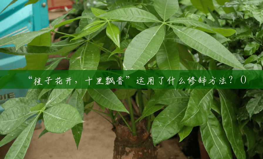 “桂子花开,十里飘香”运用了什么修辞方法?() “桂子花开,十里飘香”运用了什么修辞方法?()