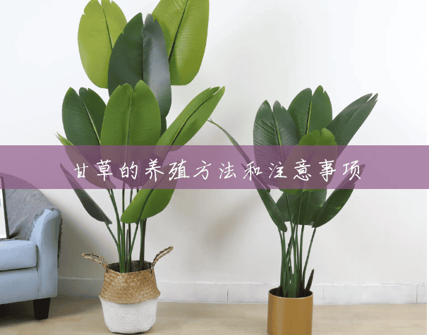 甘草的养殖方法和注意事项 甘草的养殖方法和注意事项