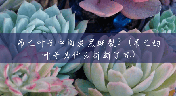 吊兰叶子中间发黑断裂？(吊兰的叶子为什么折断了呢)