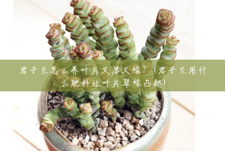君子兰怎么养叶片又厚又绿?(君子兰用什么肥料让叶片翠绿凸起) 君子兰怎么养叶片又厚又绿?(君子兰用什么肥料让叶片翠绿凸起)