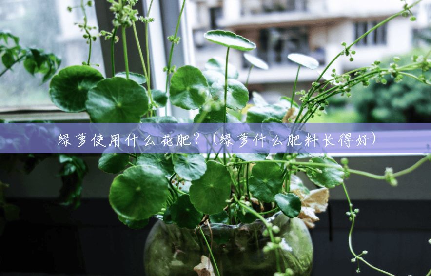 绿萝使用什么花肥?(绿萝什么肥料长得好) 绿萝使用什么花肥?(绿萝什么肥料长得好)