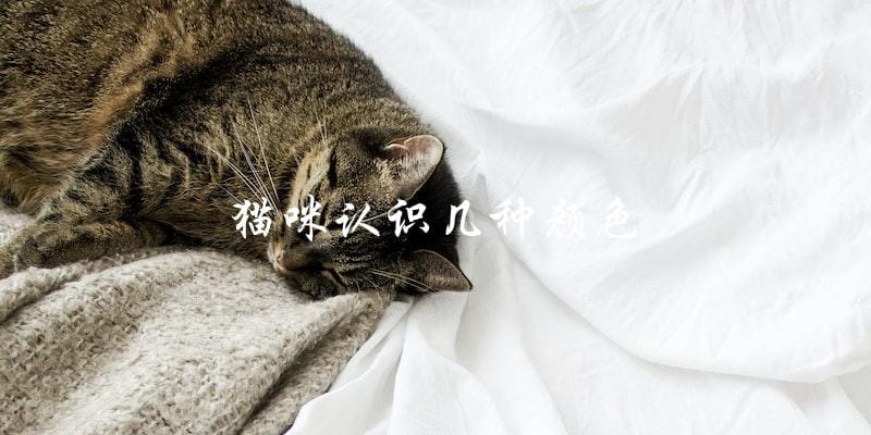 猫咪能认识几种颜色? 猫咪能认识几种颜色?