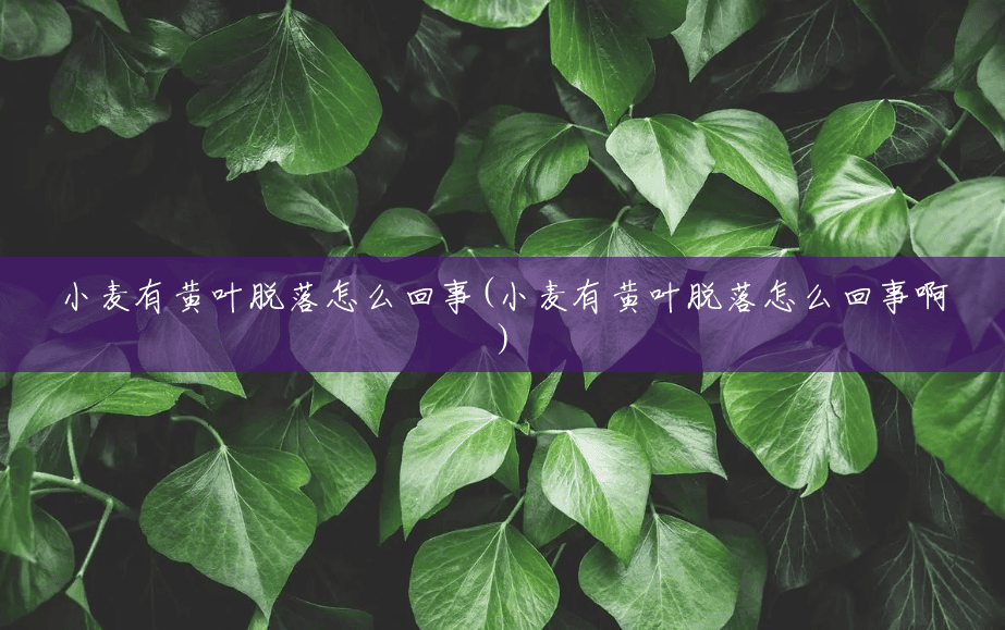 小麦有黄叶脱落怎么回事(小麦有黄叶脱落怎么回事啊) 小麦有黄叶脱落怎么回事(小麦有黄叶脱落怎么回事啊)