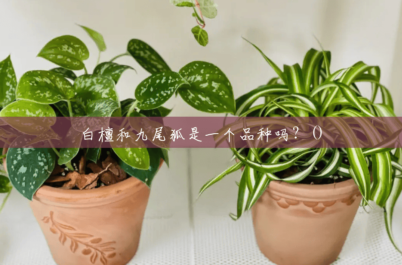 白檀和九尾狐是一个品种吗?() 白檀和九尾狐是一个品种吗?()
