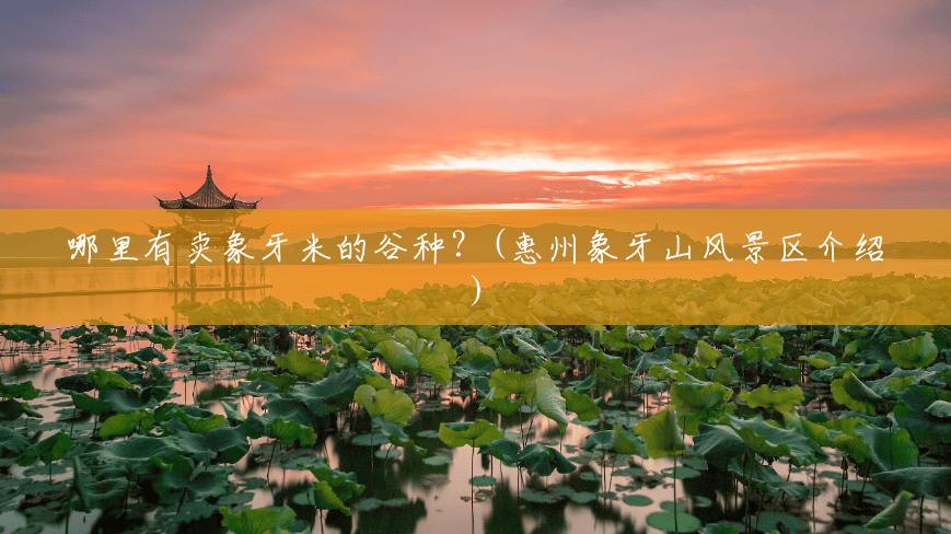 哪里有卖象牙米的谷种？(惠州象牙山风景区介绍)