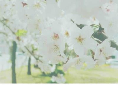 春节祝福语送客户
