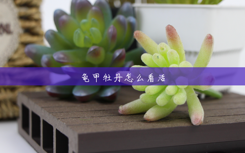龟甲牡丹怎么看活 龟甲牡丹怎么看活