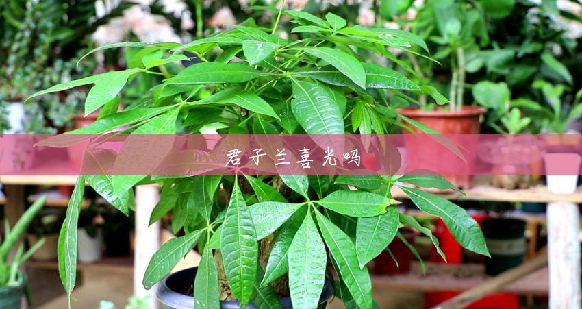 君子兰喜光吗 君子兰喜光吗
