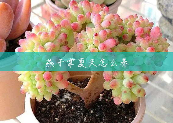 燕子掌夏天怎么养 燕子掌夏天怎么养