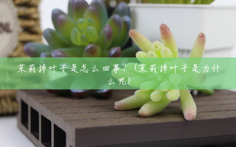 茉莉掉叶子是怎么回事?(茉莉掉叶子是为什么呢) 茉莉掉叶子是怎么回事?(茉莉掉叶子是为什么呢)
