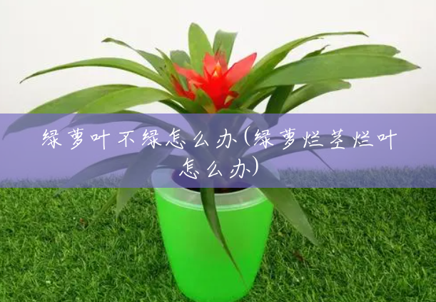 绿萝叶不绿怎么办(绿萝烂茎烂叶怎么办) 绿萝叶不绿怎么办(绿萝烂茎烂叶怎么办)