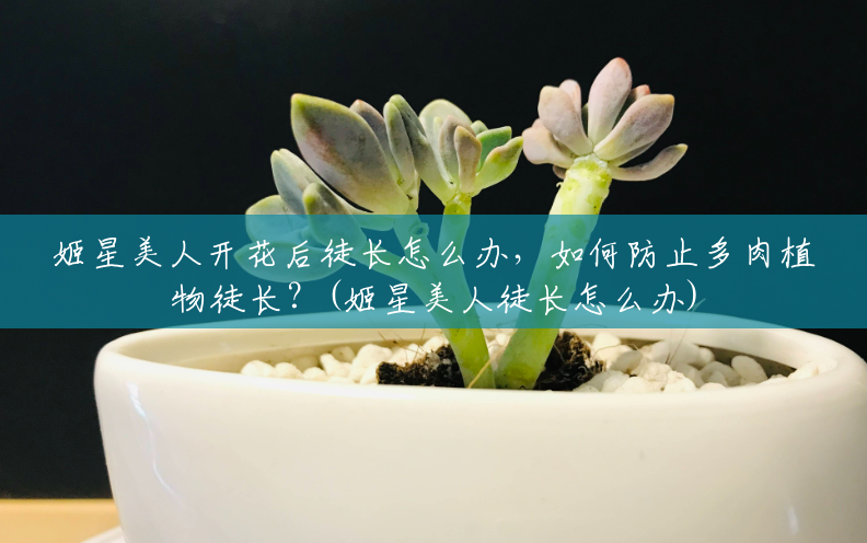 姬星美人开花后徒长怎么办,如何防止多肉植物徒长?(姬星美人徒长怎么办) 姬星美人开花后徒长怎么办,如何防止多肉植物徒长?(姬星美人徒长怎么办)