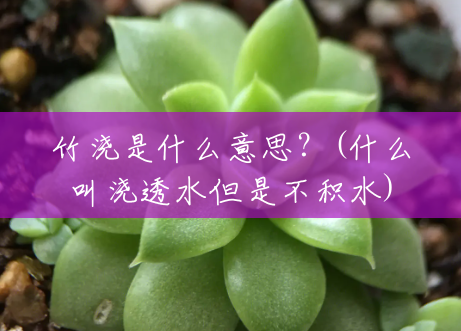 竹浇是什么意思?(什么叫浇透水但是不积水) 竹浇是什么意思?(什么叫浇透水但是不积水)