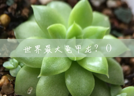 世界最大龟甲龙?() 世界最大龟甲龙?()
