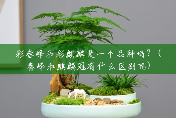 彩春峰和彩麒麟是一个品种吗?(春峰和麒麟冠有什么区别呢) 彩春峰和彩麒麟是一个品种吗?(春峰和麒麟冠有什么区别呢)