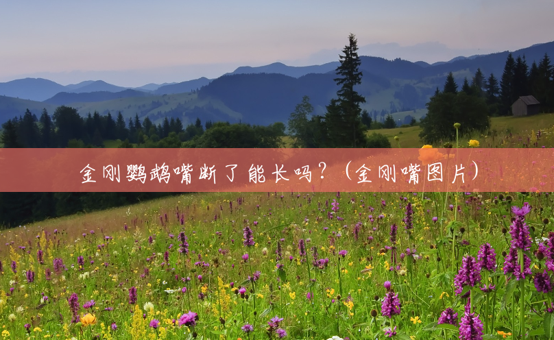 金刚鹦鹉嘴断了能长吗?(金刚嘴图片) 金刚鹦鹉嘴断了能长吗?(金刚嘴图片)