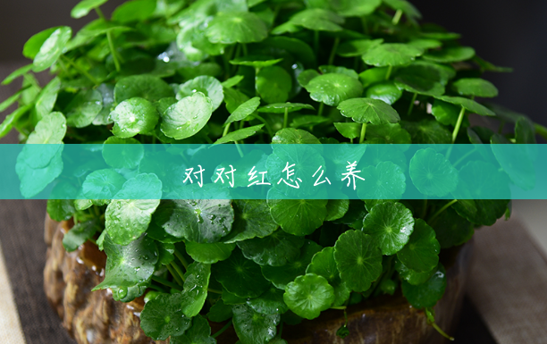 对对红怎么养