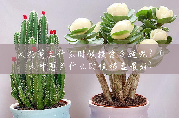 大花蕙兰什么时候换盆合适呢？(大叶蕙兰什么时候移盘最好)