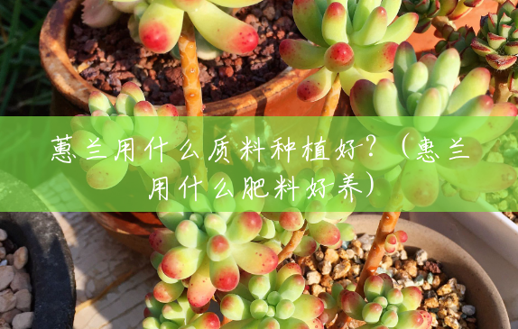 蕙兰用什么质料种植好？(惠兰用什么肥料好养)