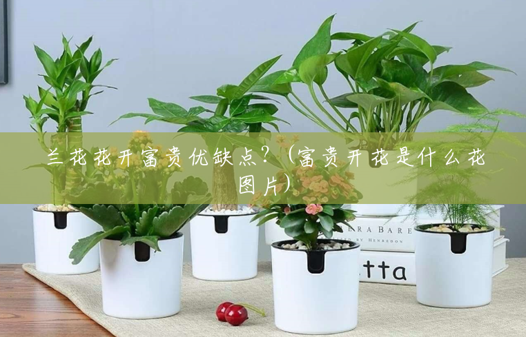 兰花花开富贵优缺点?(富贵开花是什么花图片) 兰花花开富贵优缺点?(富贵开花是什么花图片)